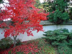 Japanese Maple