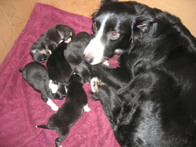 Pups