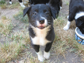 Puppy Main