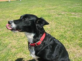Dot