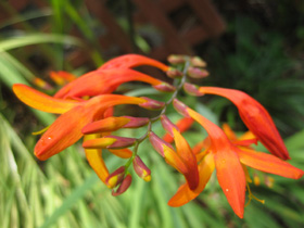 Garden pics