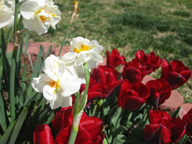 Garden pics