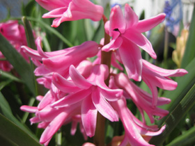 Garden pics