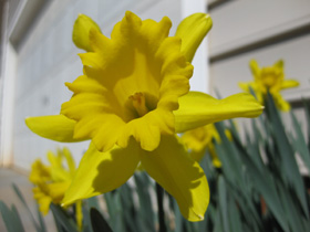 From the Garden
