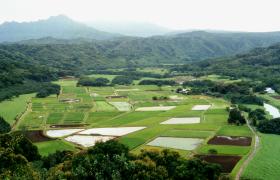 Hanalei