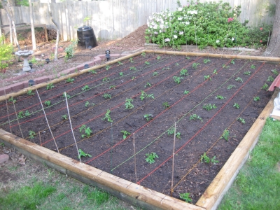 Salsa garden