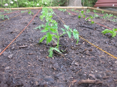 Roma tomatoes