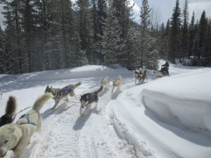 dog_sledding_25