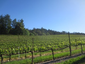 napa_valley_65