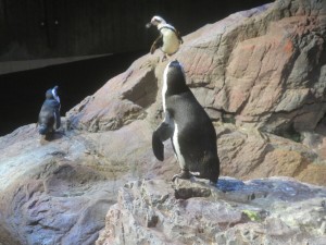 ne_aquarium_IMG_5324