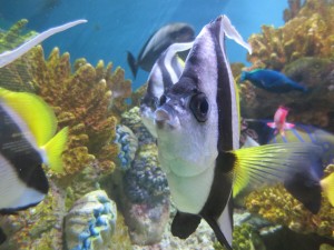 ne_aquarium_IMG_5339