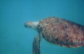 Sailing and Diving, Barbados