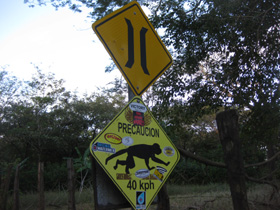 Monkey crossing 
