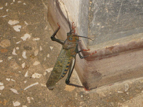 Big grasshopper